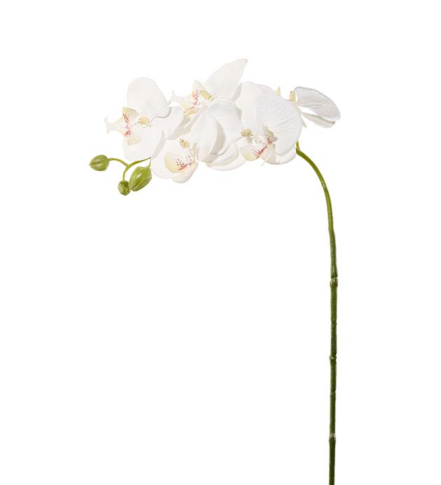 3300-10 - Phalaenopsis 65 cm