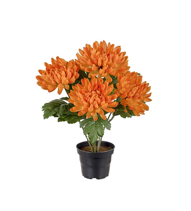 3508-35-1 - Chrysanthemum 30 cm