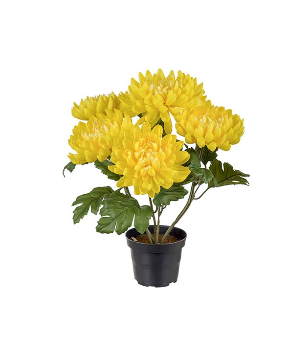 3508-50-1 - Chrysanthemum 30 cm