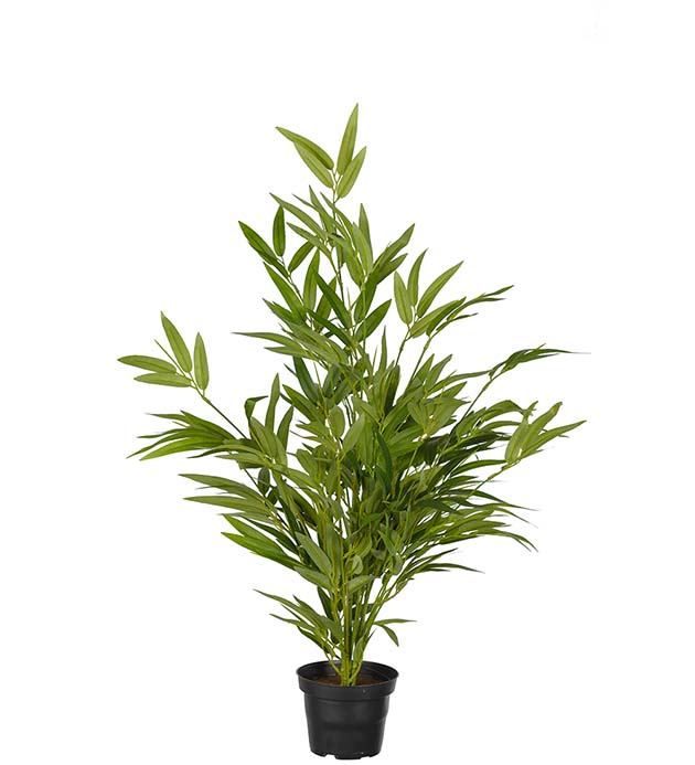 3718-90-1, Bambu | Mr Plant