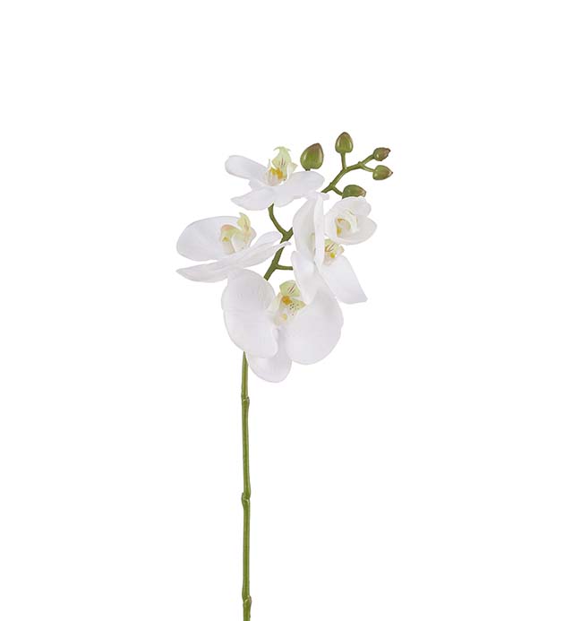 3969-10 - Phalaenopsis