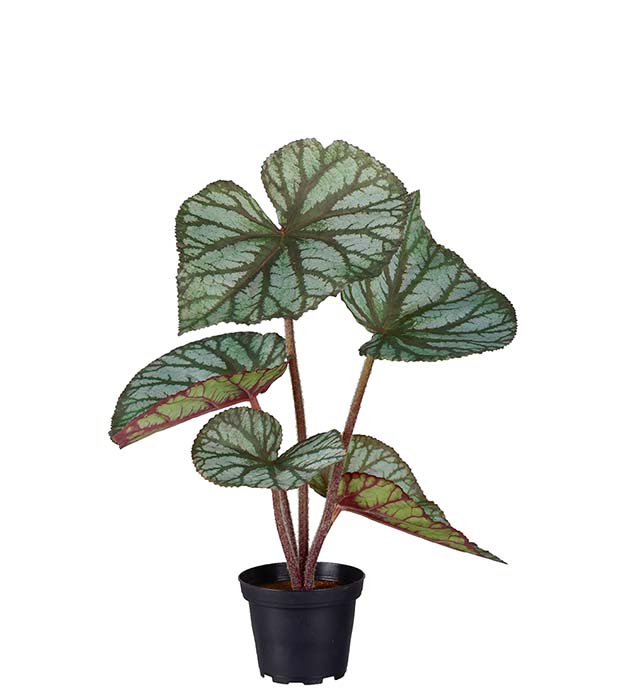 3975-91-1 - Rexbegonia