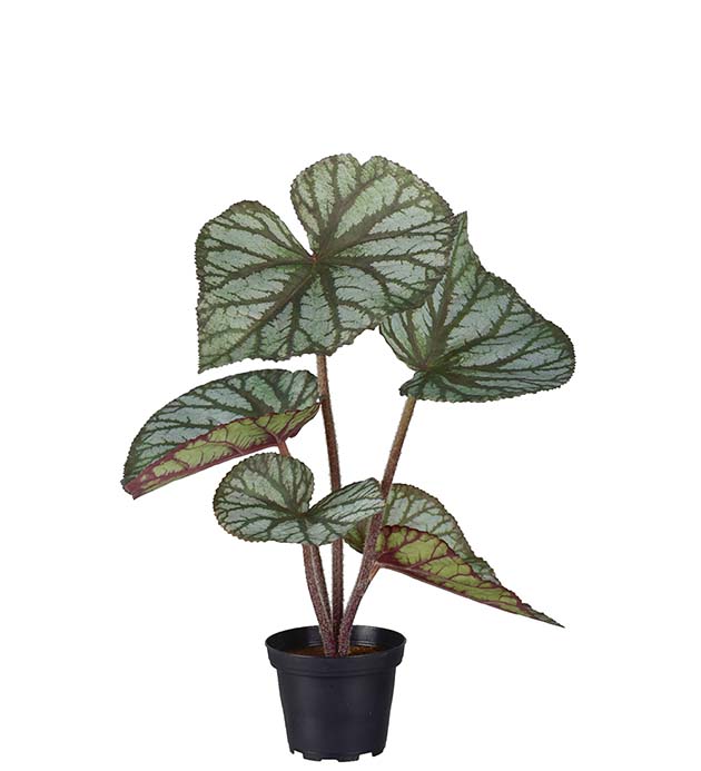 3975-92-1, Rexbegonia