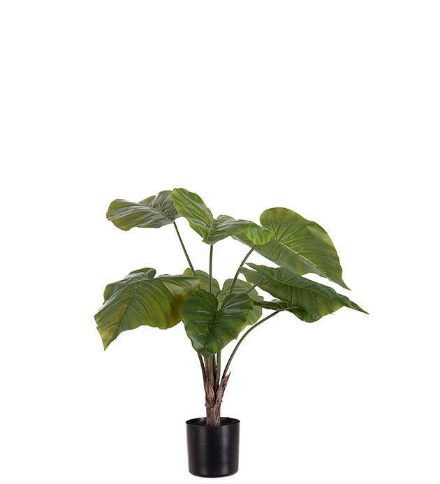 4195-90-1 - Alocasia i kruka 60 cm