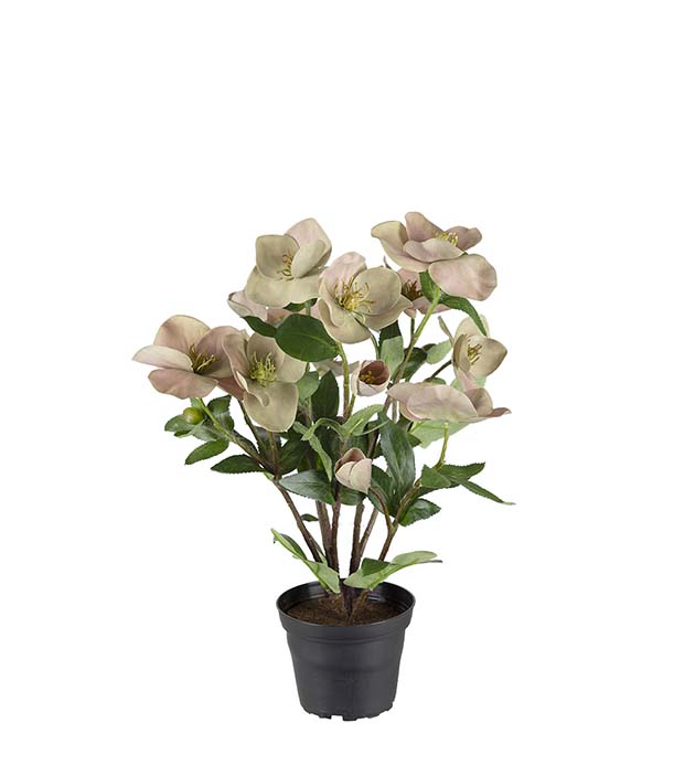 4464-96-1 - Helleborus i kruka