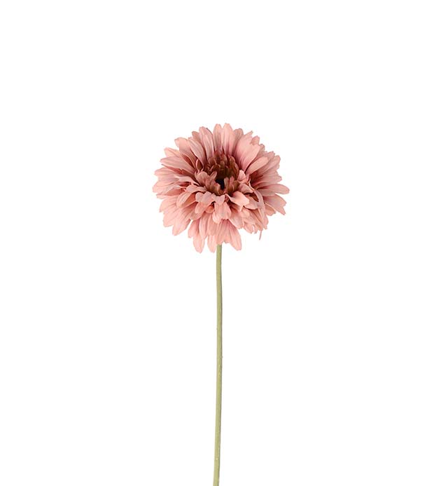 4522-21 - Gerbera