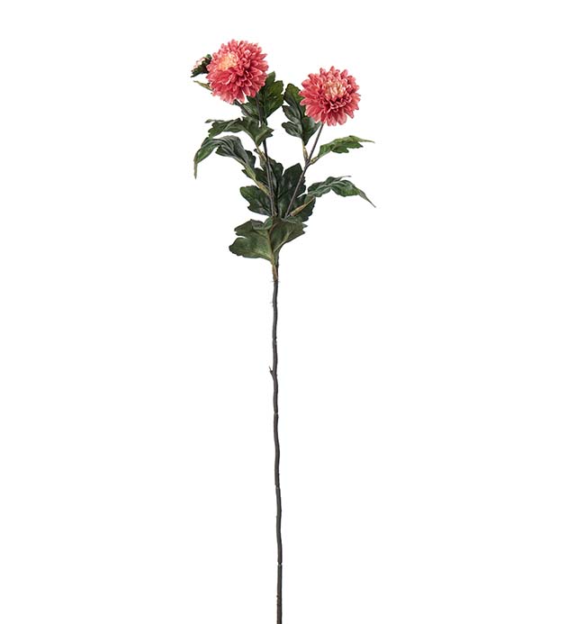 4528-25, Chrysanthemum