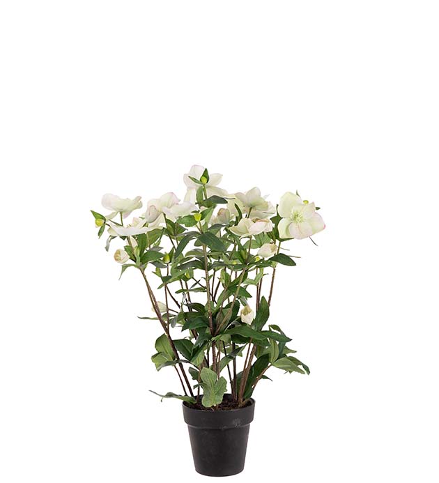 4536-95-1 - Helleborus i kruka