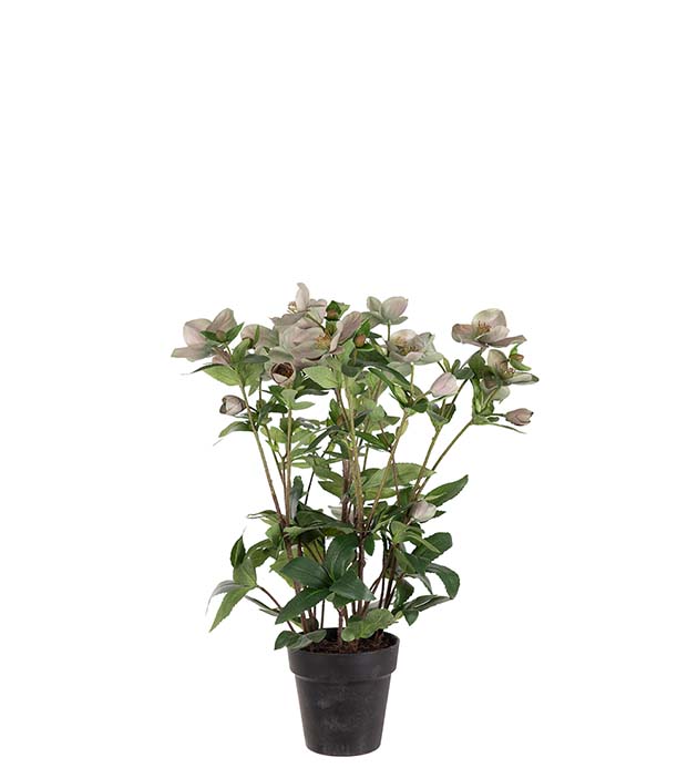 4536-96-1 - Helleborus i kruka