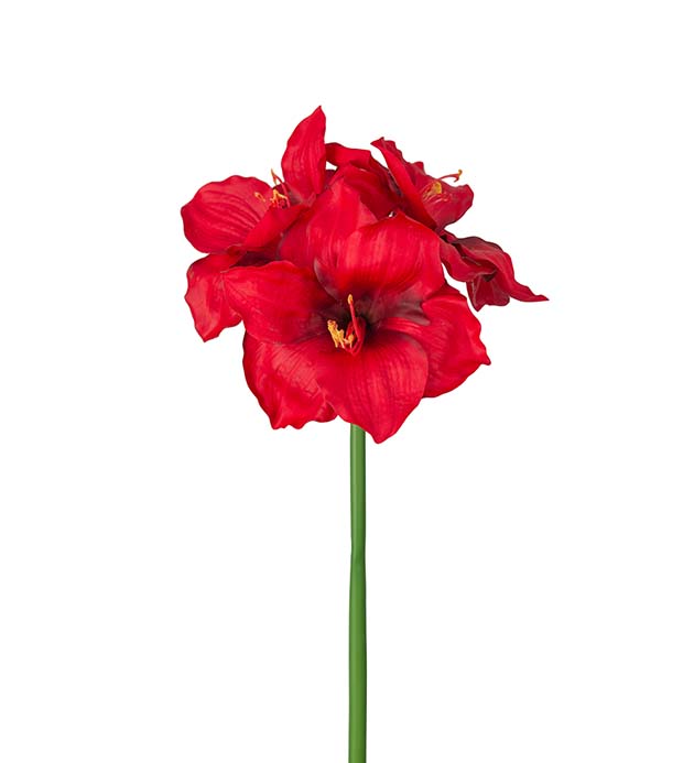 4546-85 - Amaryllis