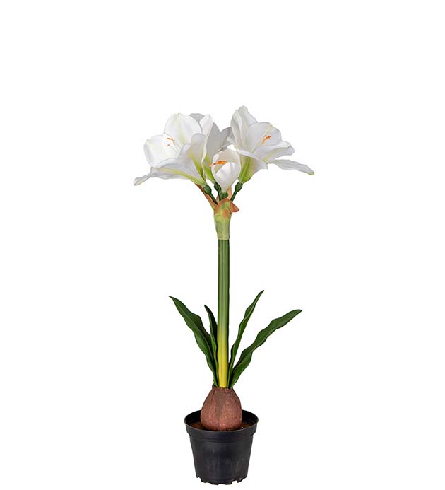 4547-10-1 - Amaryllis i kruka