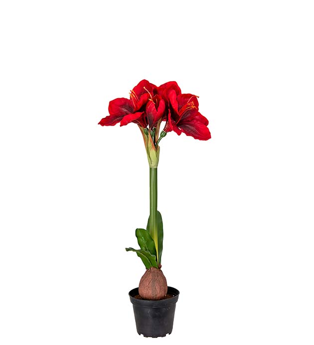 4547-80-1 - Amaryllis i kruka