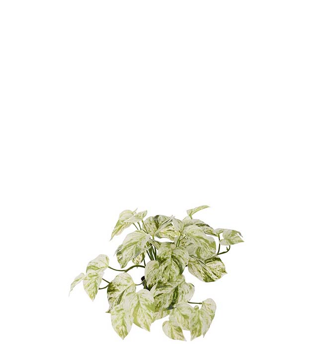 4570-95-1, Gullranka