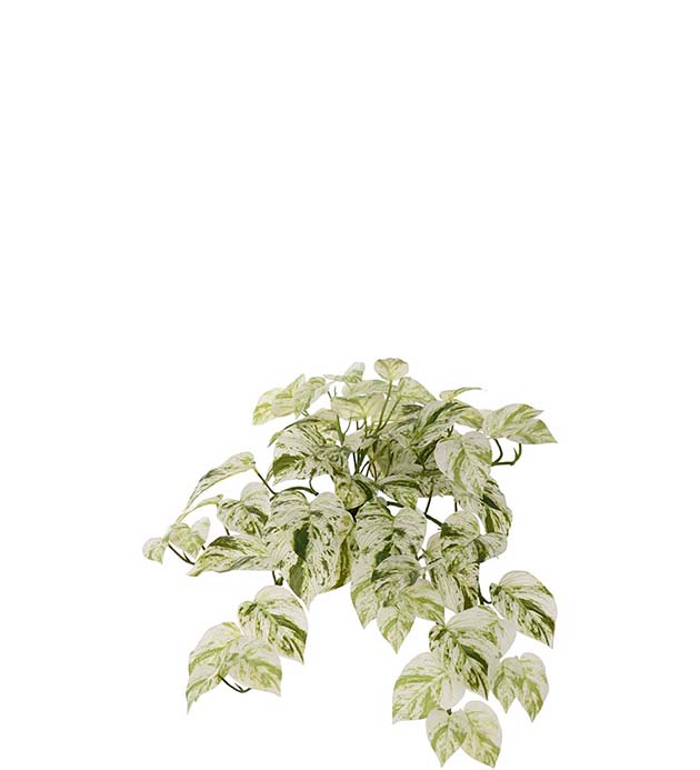 4571-95-1, Gullranka