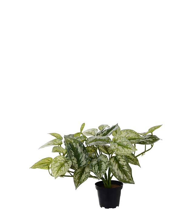 4573-95-1, Silverranka