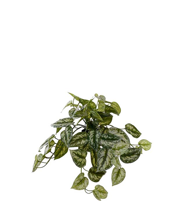 4574-95-1, Silverranka