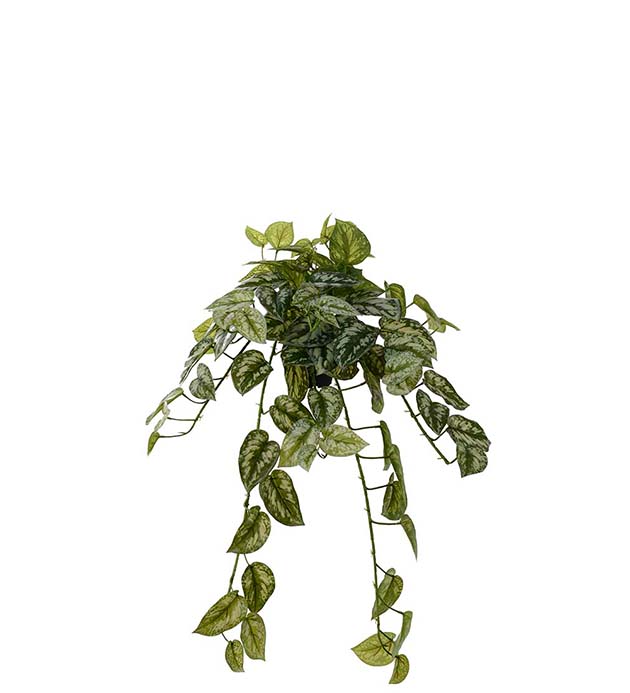 4575-95-1, Silverranka