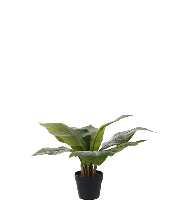 4580-90-1 - Anthurium 45 cm