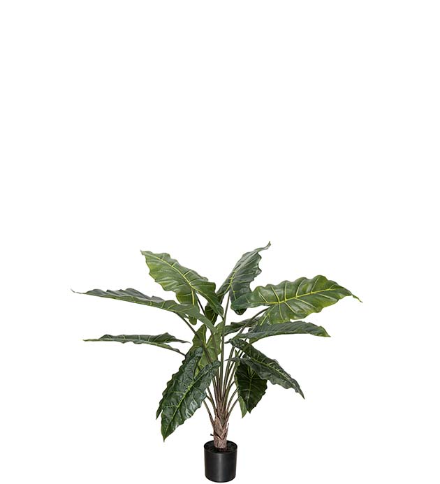 4582-090 - Alocasia 90 cm