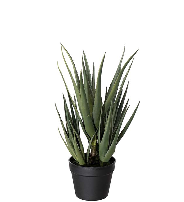 4594-90-1 - Aloe 58 cm