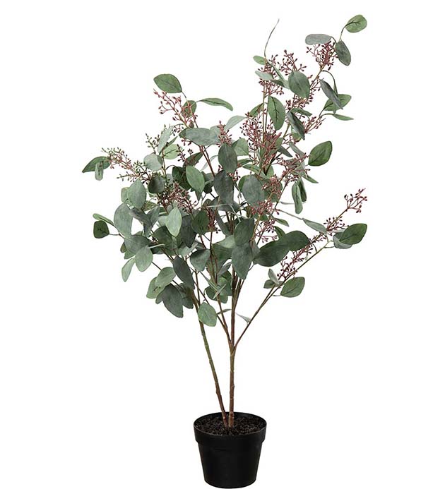 4597-110, Eucalyptus 110 cm