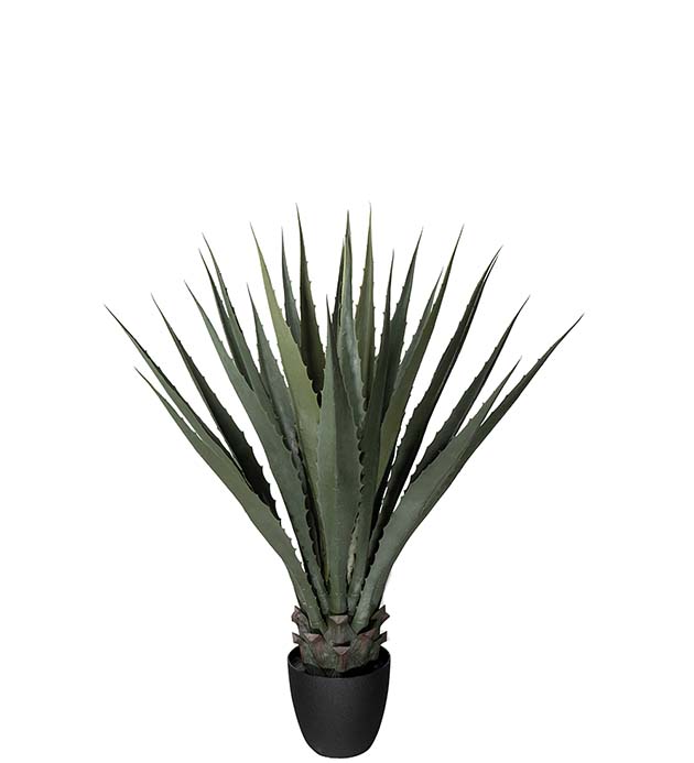 4598-100 - Agave 100 cm