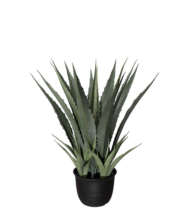 4599-100 - Agave 100 cm