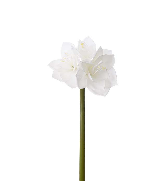 4606-10 - Amaryllis