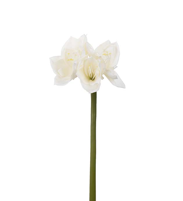 4606-11 - Amaryllis