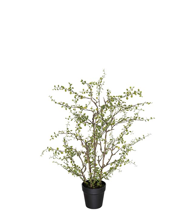 4625-90-1 - Muehlenbeckia 70 cm