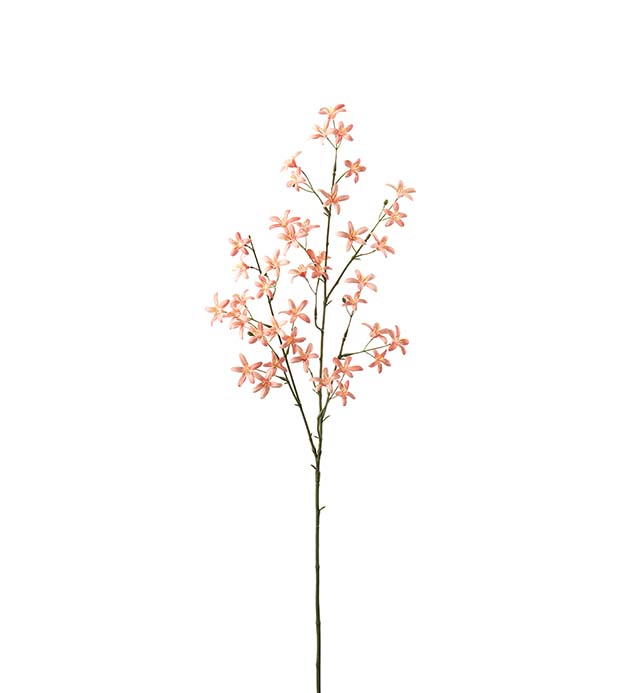 4629-31 - Saxifraga 75 cm