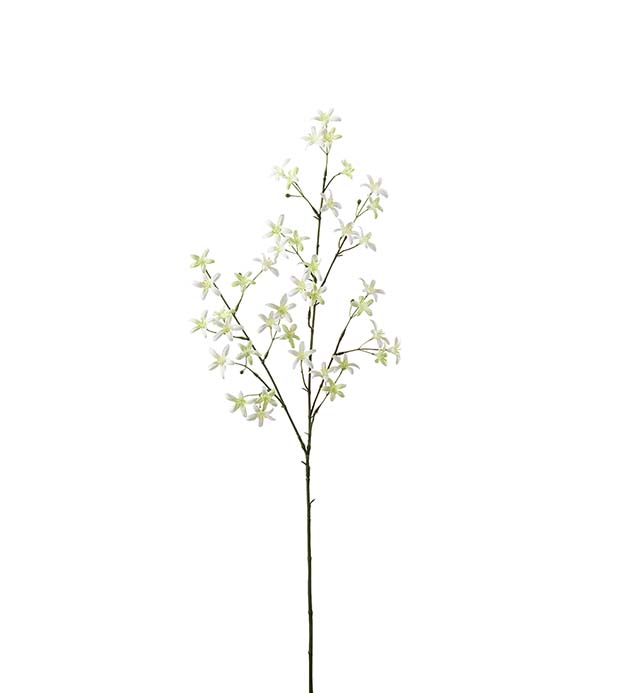 4629-91 - Saxifraga 75 cm