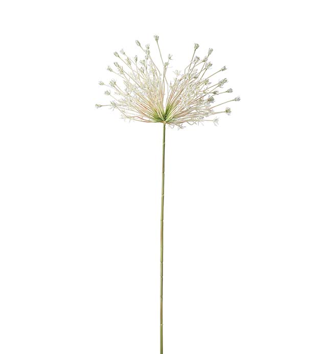 4634-11 - Allium 125 cm