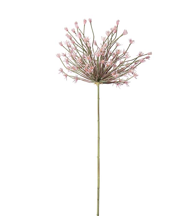 4634-20 - Allium 125 cm