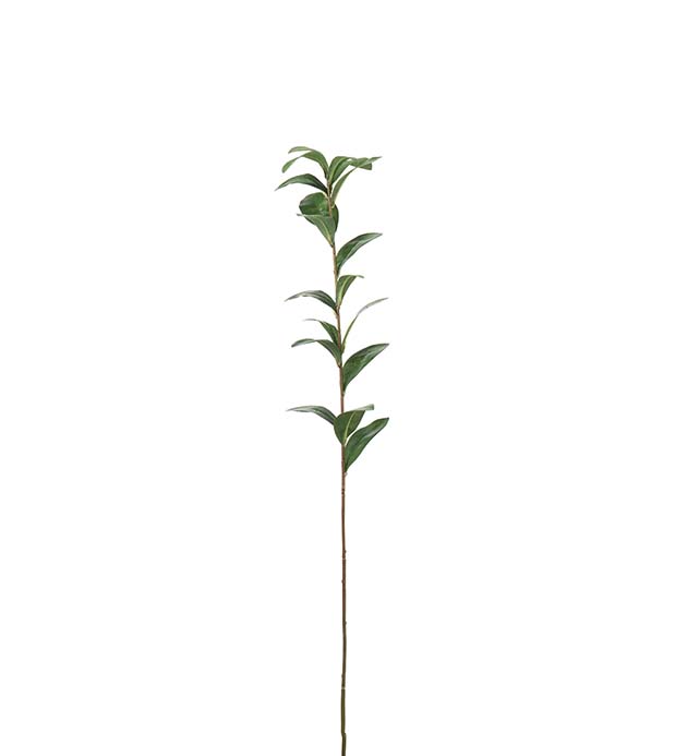 4636-90 - Ruscus 77 cm