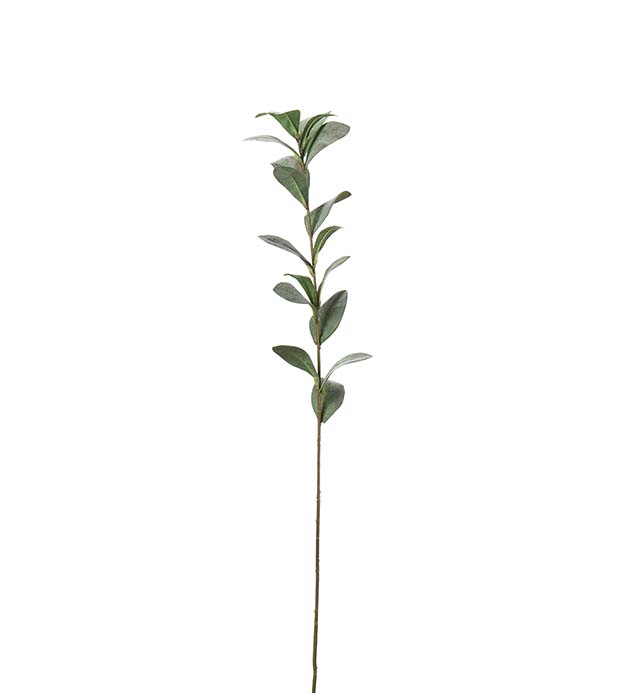 4636-95 - Ruscus 77 cm