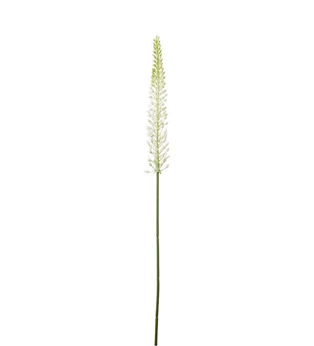 4644-10 - Eremurus 75 cm