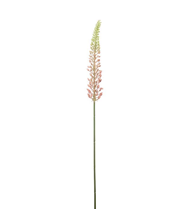 4644-20 - Eremurus 75 cm