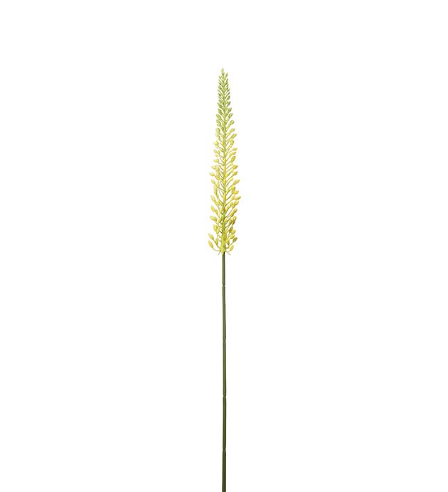 4644-50 - Eremurus 75 cm