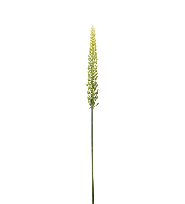 4644-90 - Eremurus 75 cm