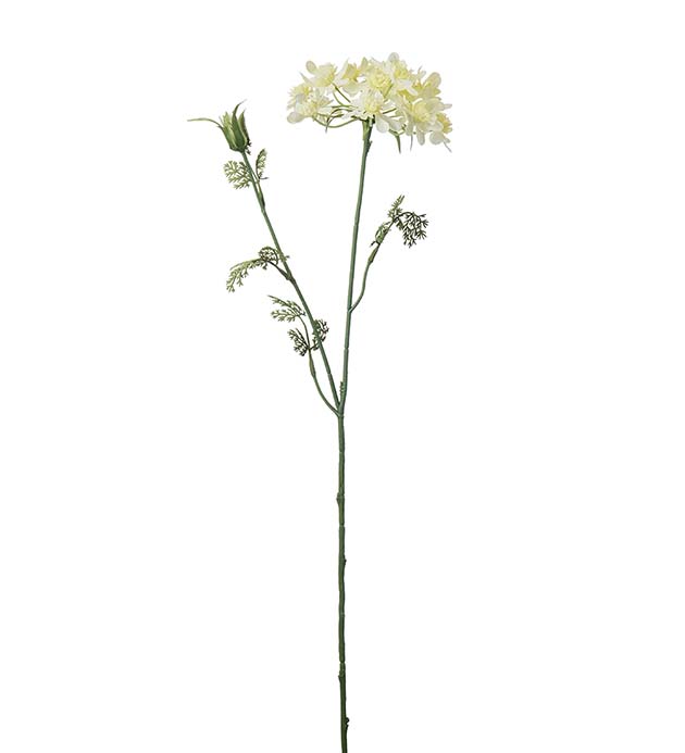 4647-51 - Blomsterkörvel 73 cm