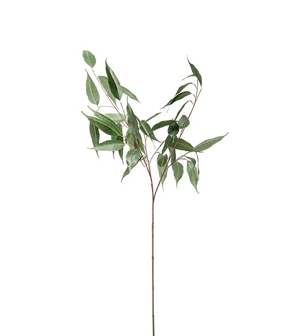 4650-95 - Eucalyptus 110 cm