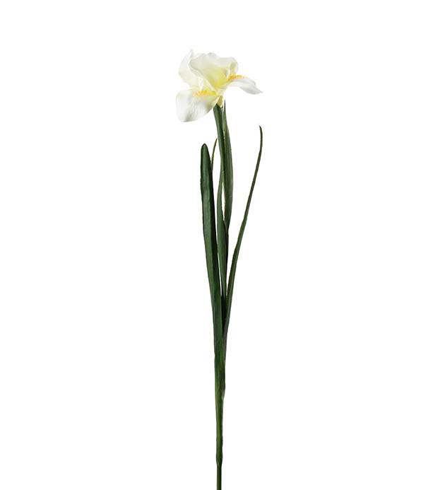 4651-51 - Iris 68 cm