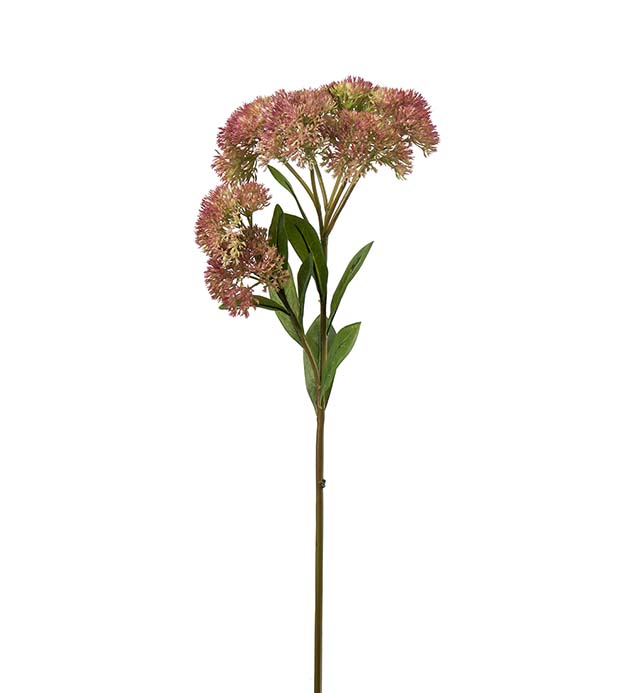 4659-96 - Sedum 65 cm