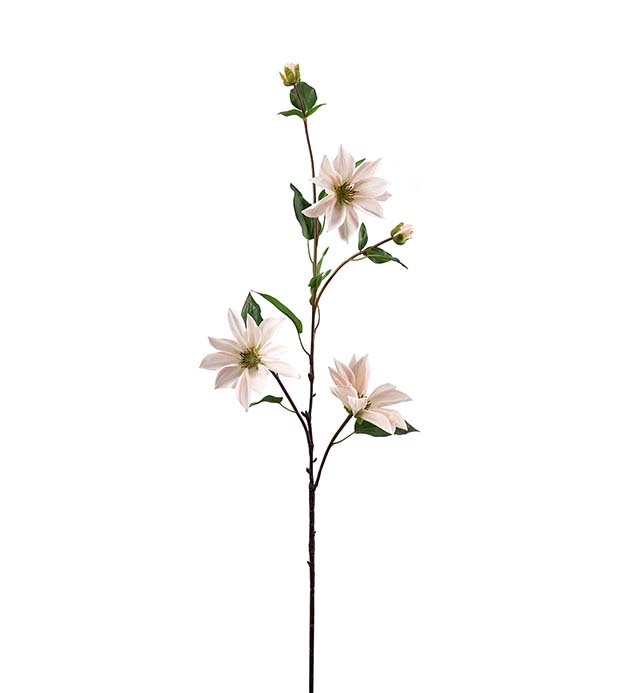 4662-21 - Clematis 90 cm