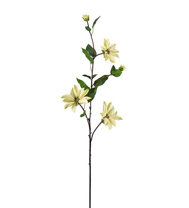 4662-91 - Clematis 90 cm