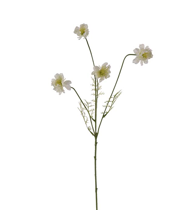 4674-10 - Cosmos 55 cm