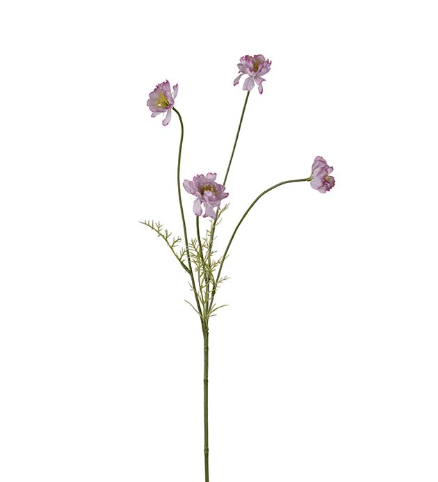 4674-25 - Cosmos 55 cm