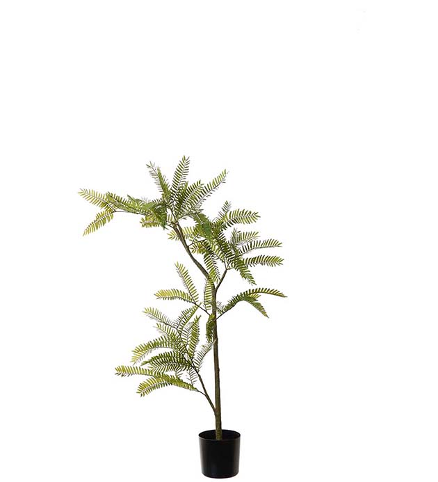 4690-080, Mimosa Pudica 80 cm