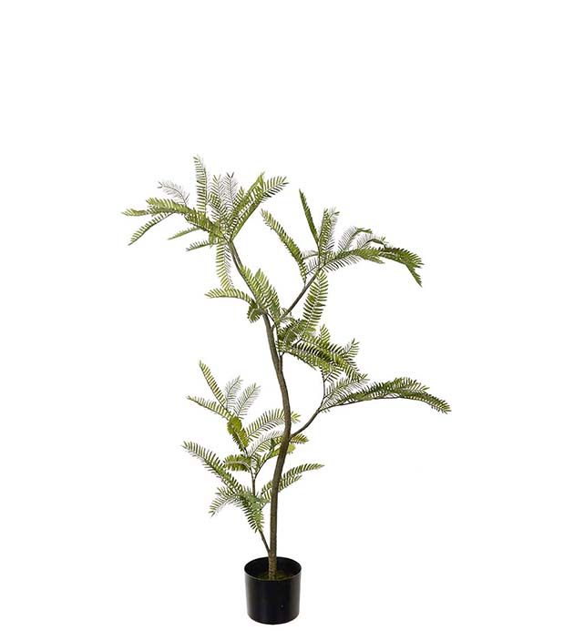 4690-110, Mimosa Pudica 110 cm